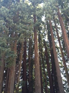 The Redwoods in Mount Madonna 